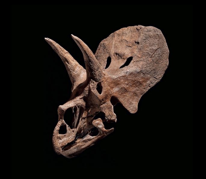 Triceratops Skull &#39;Triceratops Prorsus&#39; | MasterArt